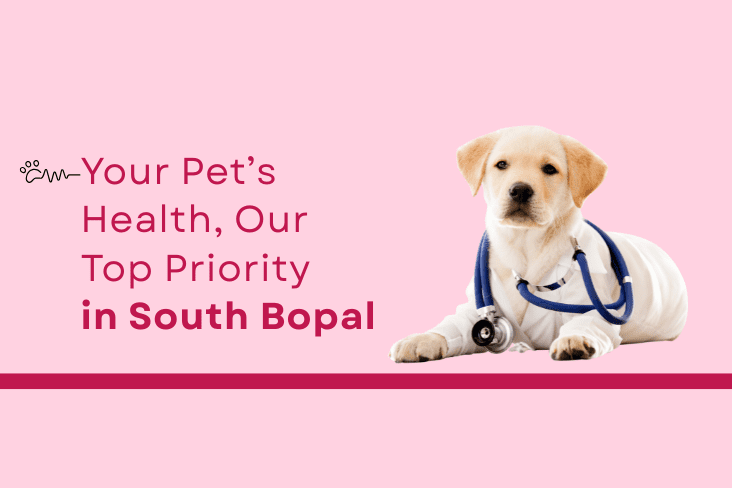 Your Pet’s Health, Our Top Priority in South Bopal