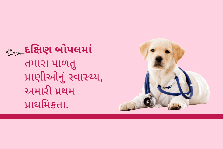 દક્ષિણ બોપલમાં તમારા પાળતુ પ્રાણીઓનું સ્વાસ્થ્ય, અમારી પ્રથમ પ્રાથમિકતા.