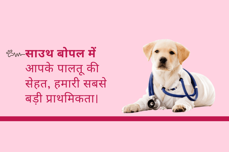 साउथ बोपल में आपके पालतू की सेहत, हमारी सबसे बड़ी प्राथमिकता।