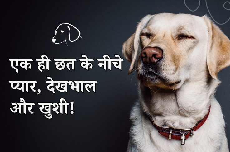 साउथ बोपल में बॉनबेनो द पॉसम स्टोर के साथ पेट केयर को बेहतर बनाना