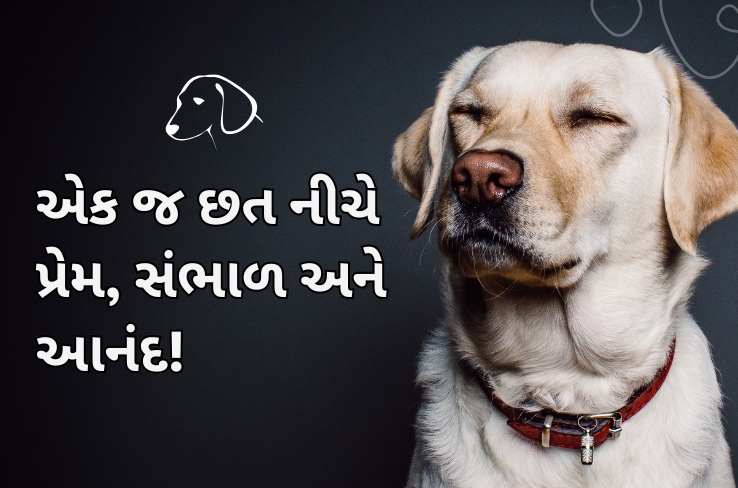 કેસ સ્ટડી: સાઉથ બોપલમાં બોનબેનો ધ પોસમ સ્ટોર સાથે પેટ કેર ને ઉન્નત કરવું