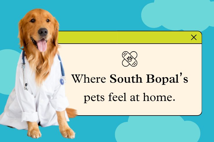 Enhancing Pet Care with Biscuit Box Pet Boarding Center in South Bopal