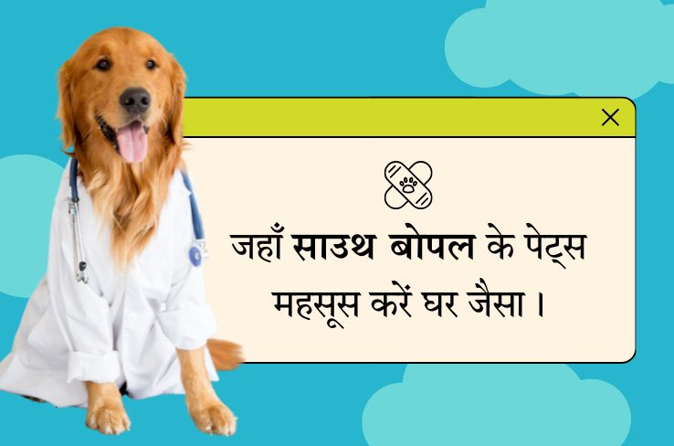 साउथ बोपल में बिस्किट बॉक्स पेट बोर्डिंग सेंटर के साथ पेट केयर को बेहतर बनाना