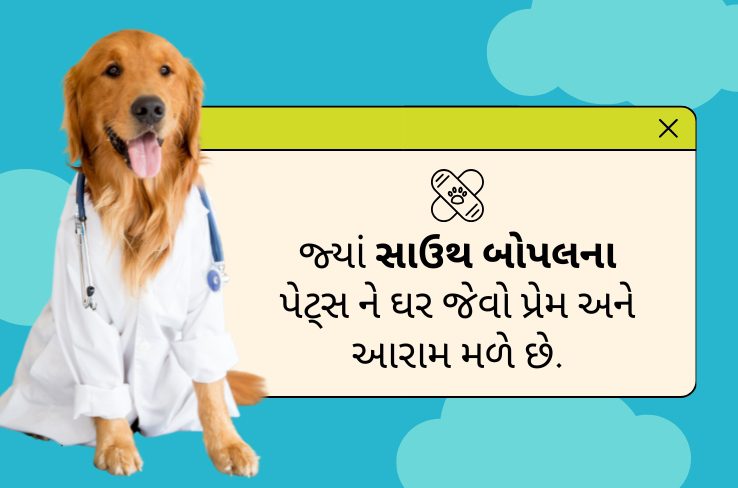 સાઉથ બોપલમાં બિસ્કિટ બોક્સ પેટ બોર્ડિંગ સેન્ટર સાથે પેટ કેર ને ઉન્નત કરવું