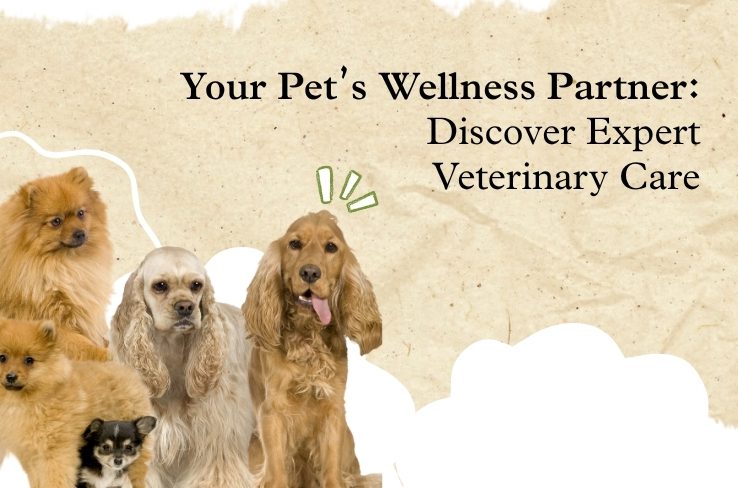 Your Pet’s Wellness Partner: Discover Expert Veterinary Care at Dr. C.M.’s Pet Clinic, South Bopal
