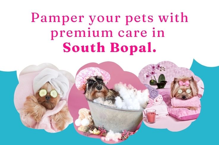 Exploring Pet Wellness in South Bopal: The Rise of Pet Spa Services