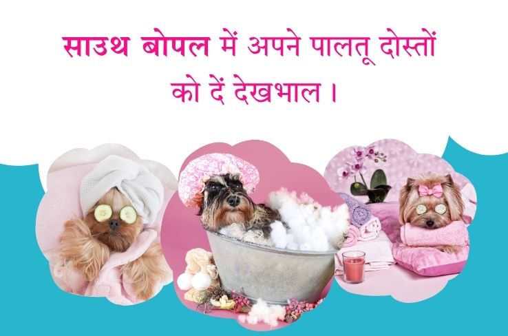 साउथ बोपल में पालतू जानवरों की सेहत की खोज: पालतू स्पा सेवाओं का उदय