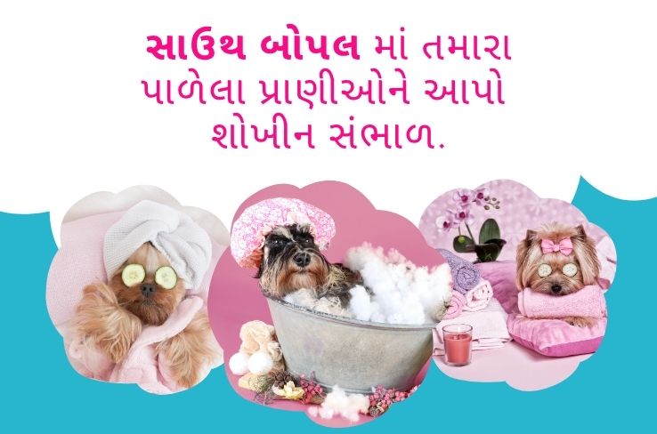 સાઉથ બોપલમાં પાળતુ પ્રાણીઓની સુખાકારીની શોધ: પાલતુ સ્પા સેવાઓનો ઉદય